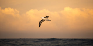 An emotional Southern Ocean leg from Auckland to Itajai